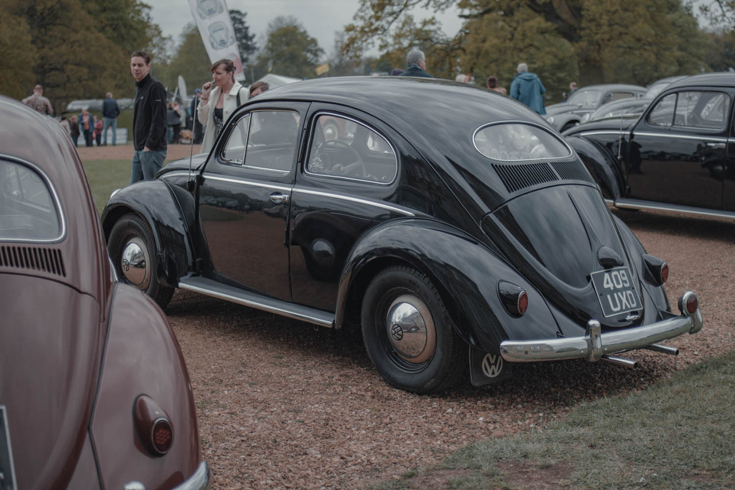 Oval Window Beetle at Stanford Hall 2019